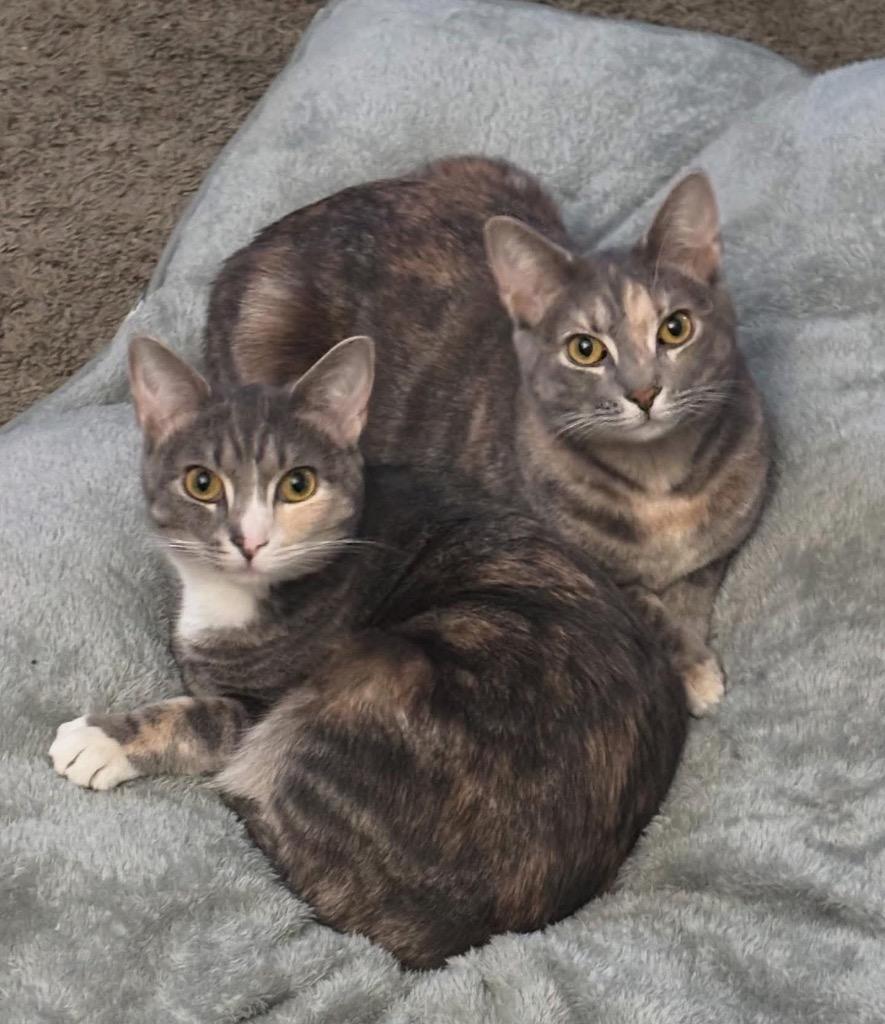 Eloise, Adoptable, Young Female Domestic Short Hair.