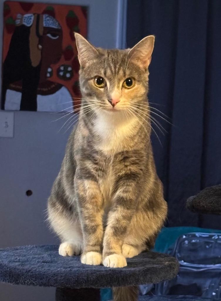 Eloise, a Adoptable mixed breed in Hampton, VA image 1/3