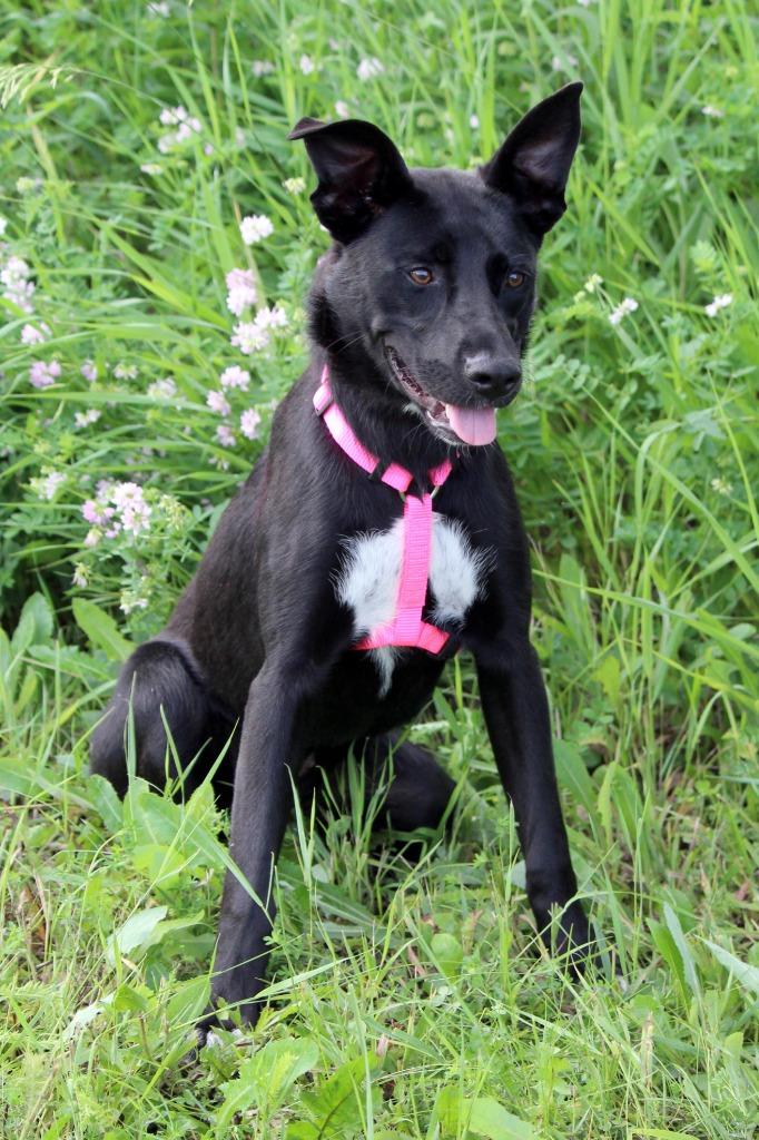 Jessie - I'll Be Home for Christmas Promo, Adoptable, Young Female Labrador Retriever & Border Collie.