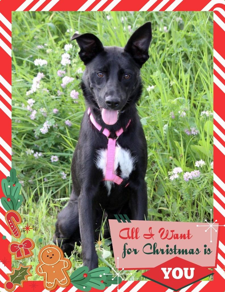 Enlarge Jessie - I'll Be Home for Christmas Promo, a Adoptable mixed breed in Savage, MN image 2/2