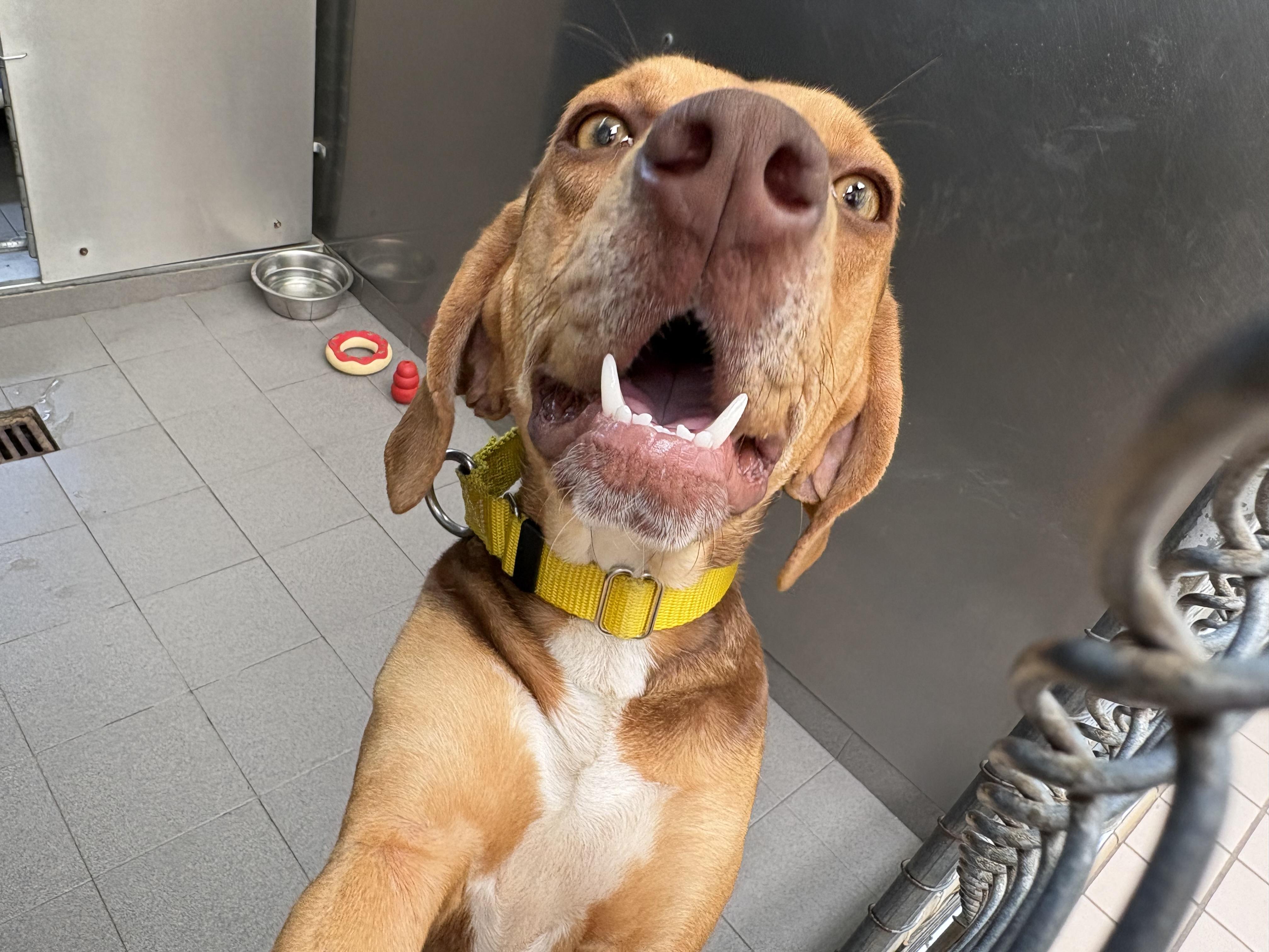 Enlarge Rue, an adopted mixed breed in Wantagh, NY image 3/4