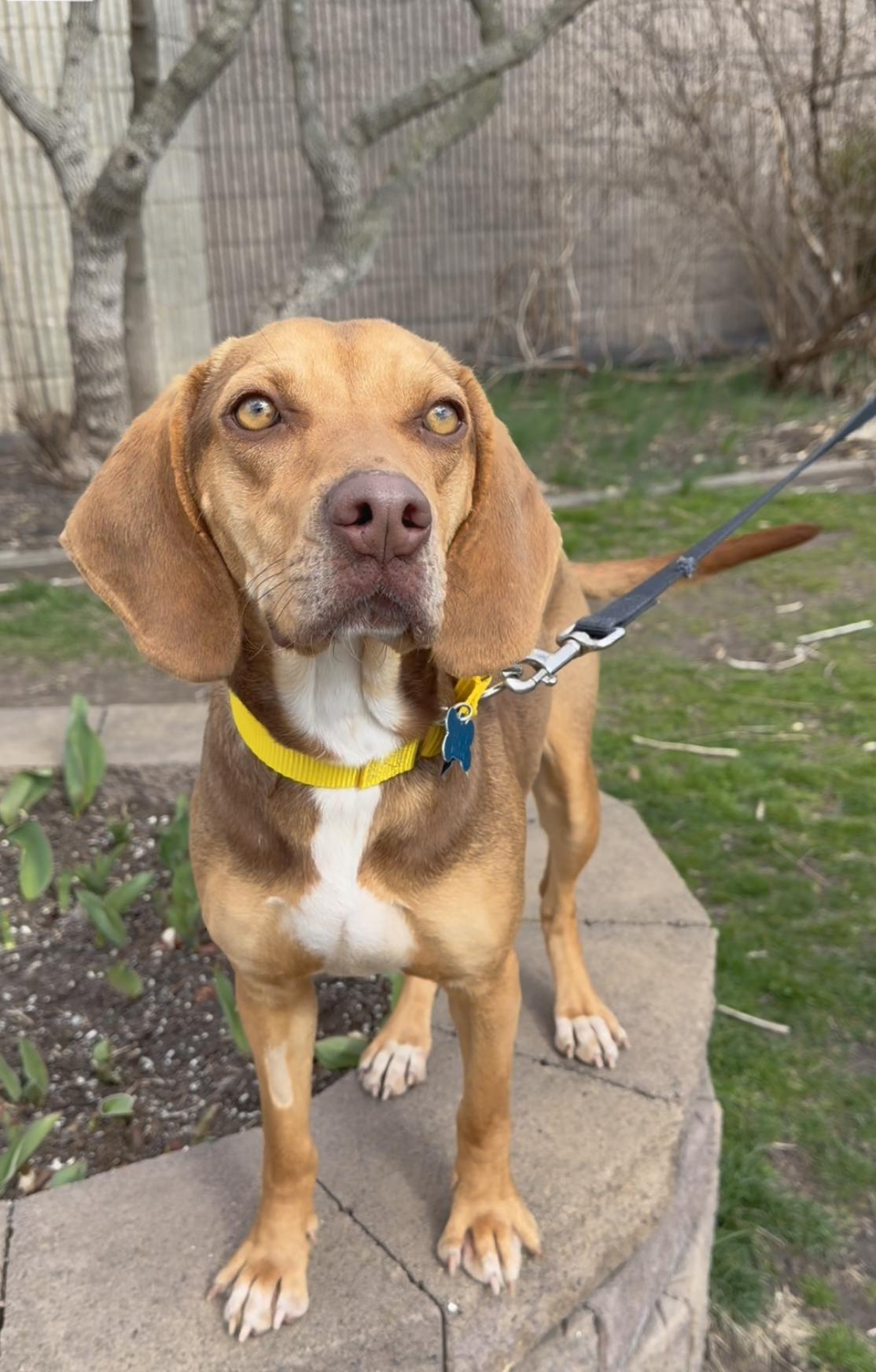 Enlarge Rue, an adopted mixed breed in Wantagh, NY image 1/4