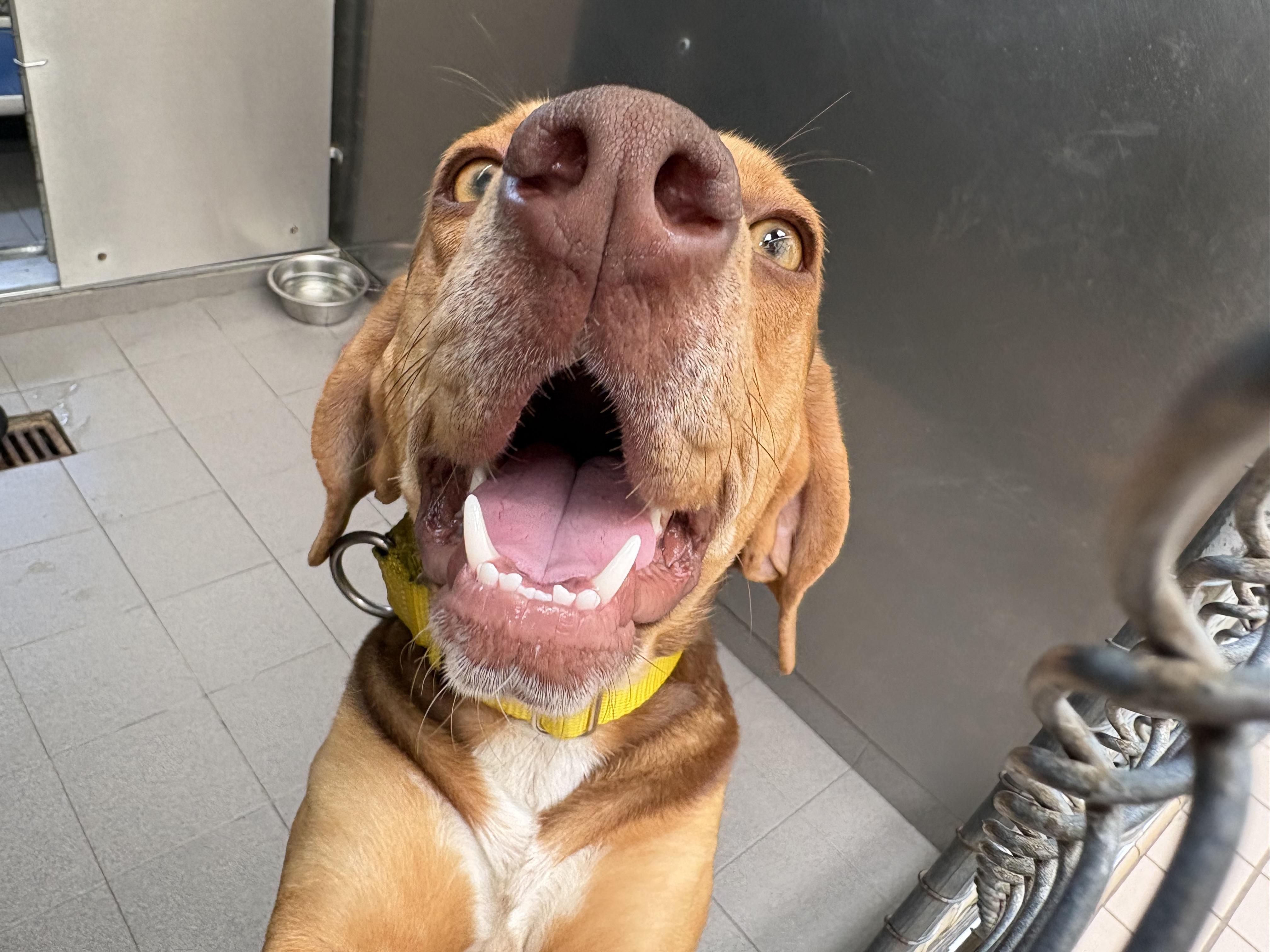 Enlarge Rue, an adopted mixed breed in Wantagh, NY image 2/4