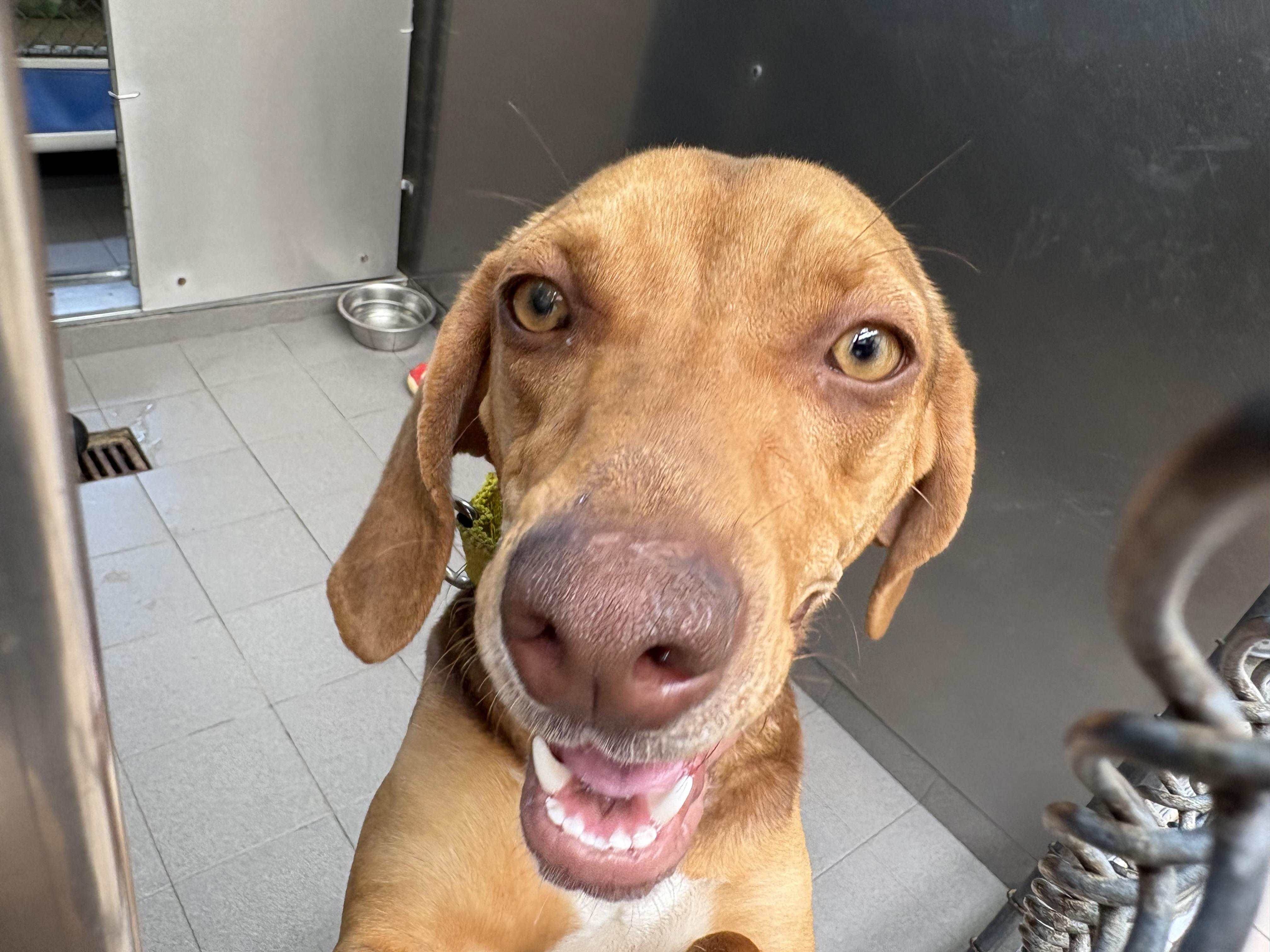 Enlarge Rue, an adopted mixed breed in Wantagh, NY image 4/4