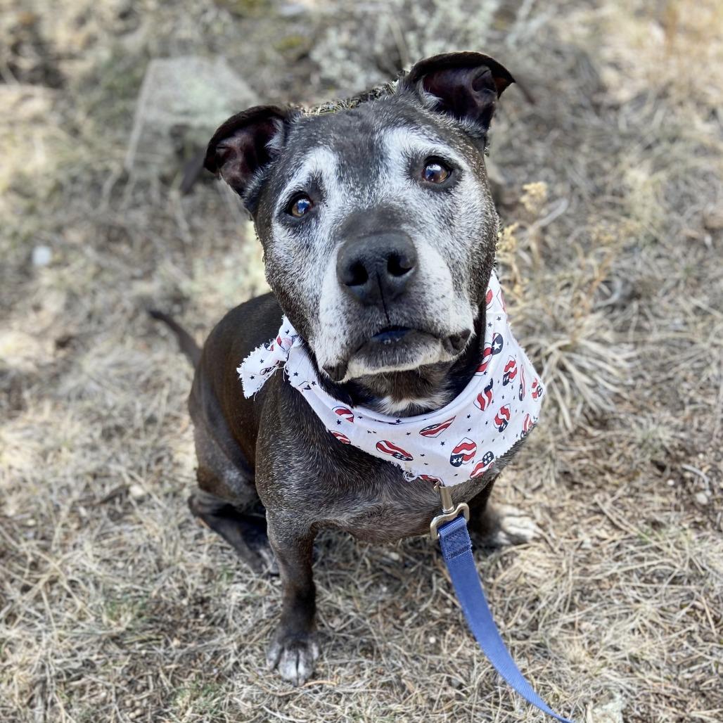 Knight, a Adoptable Mixed Breed in Glenwood Springs, CO image 1/6