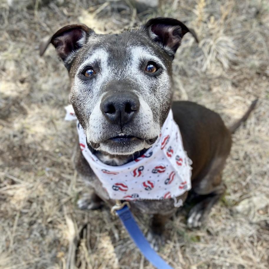 Knight, a Adoptable Mixed Breed in Glenwood Springs, CO image 2/6
