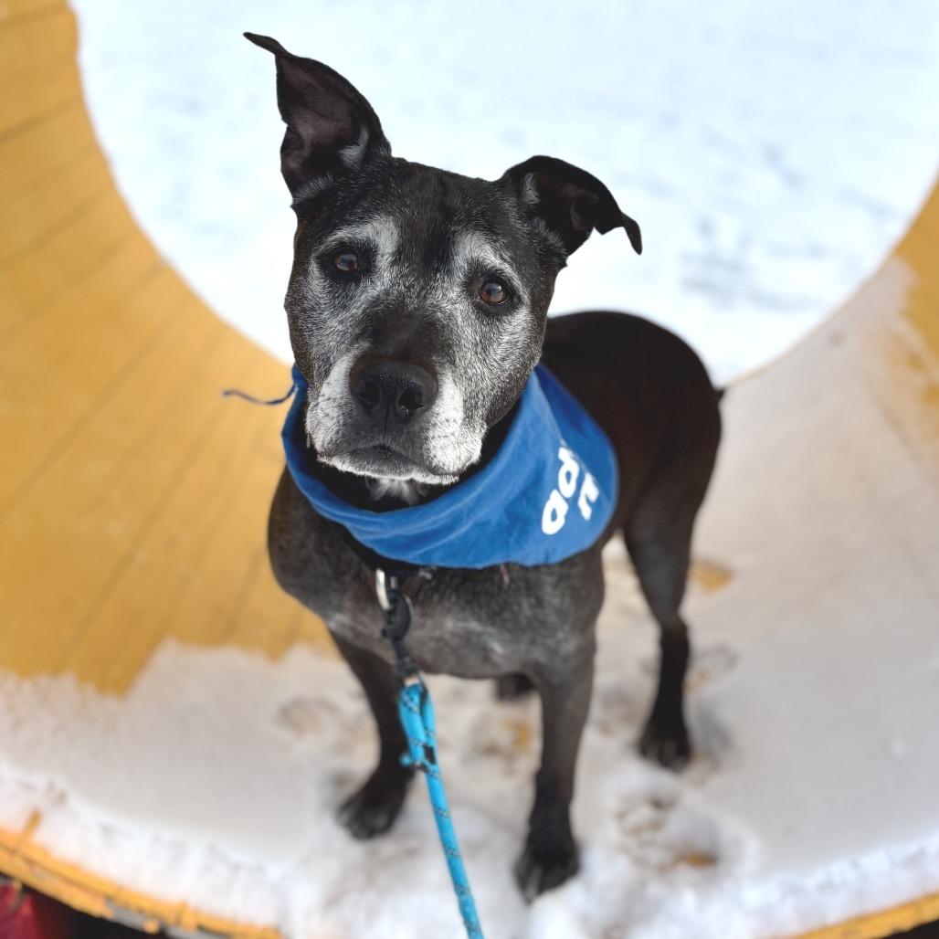 Knight, Adoptable, Adult Male Mixed Breed.