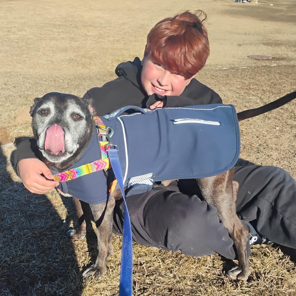 Enlarge Knight, a Adoptable Mixed Breed in Glenwood Springs, CO image 2/6