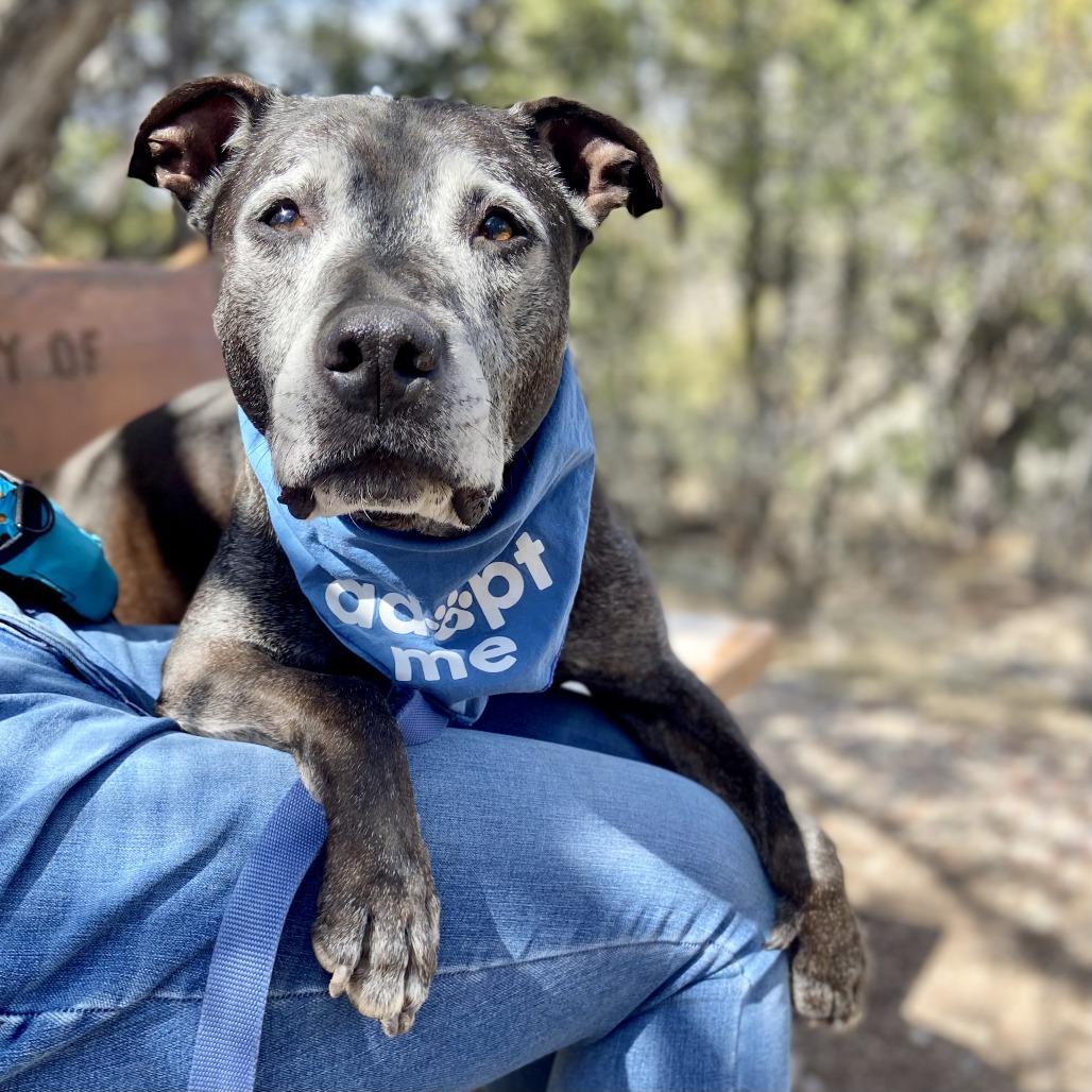 Knight, a Adoptable Mixed Breed in Glenwood Springs, CO image 3/6