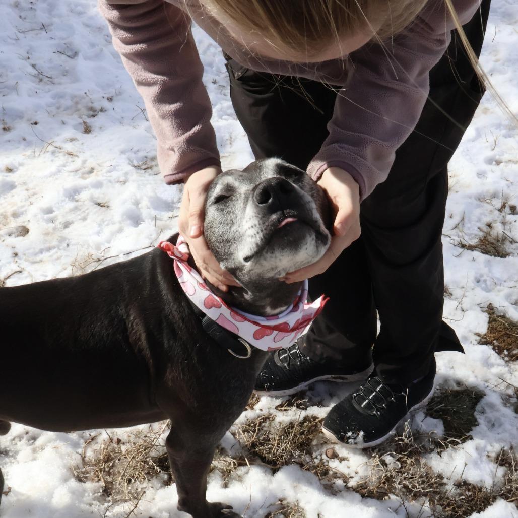 Enlarge Knight, a Adoptable Mixed Breed in Glenwood Springs, CO image 4/6