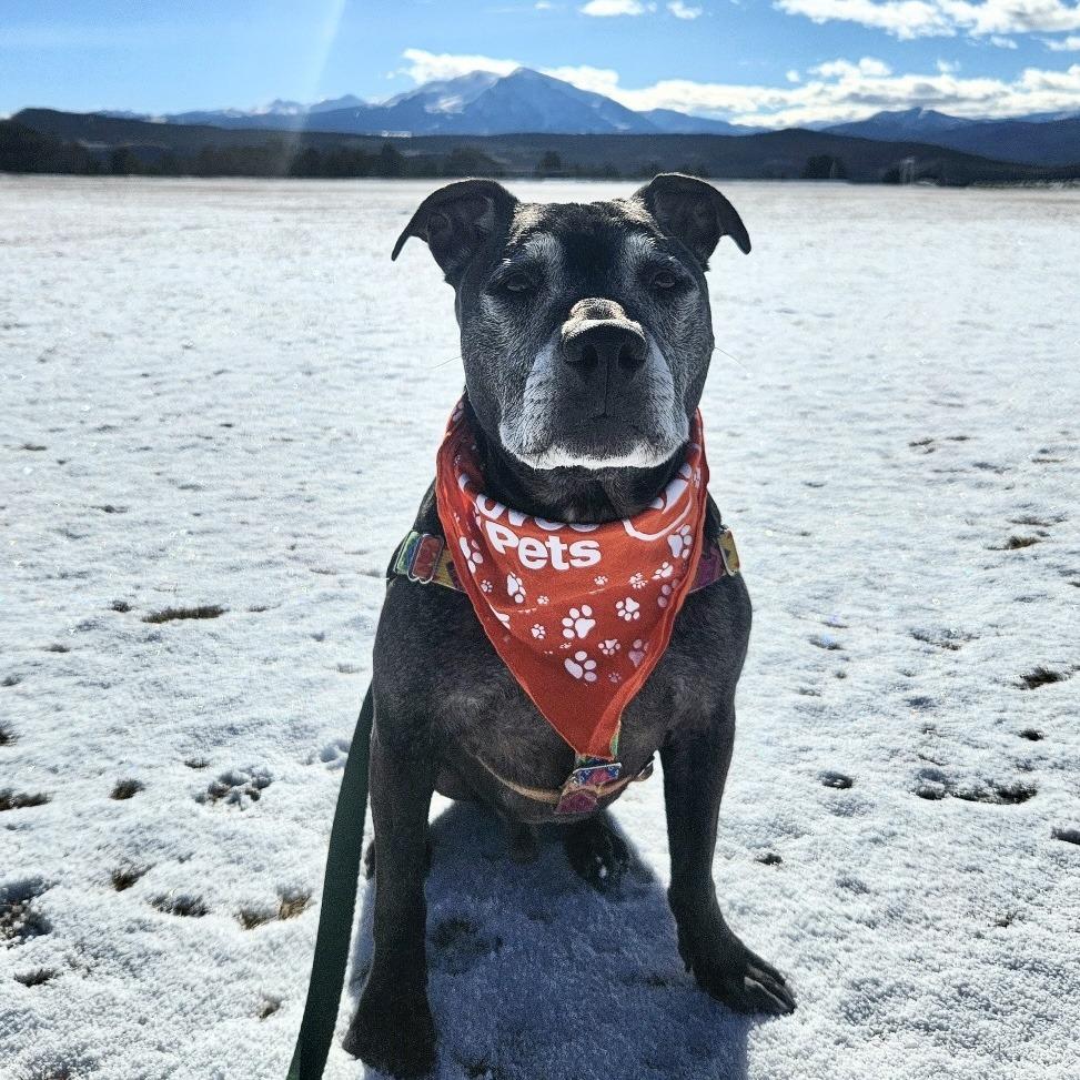 Enlarge Knight, a Adoptable Mixed Breed in Glenwood Springs, CO image 5/6