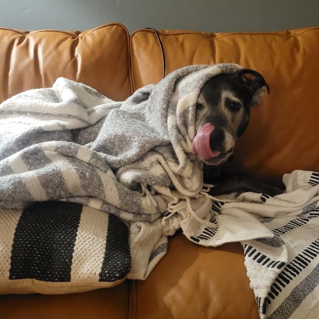 Knight, a Adoptable Mixed Breed in Glenwood Springs, CO image 5/6