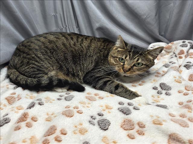 BOOTS, Adoptable, Adult Female Domestic Short Hair.