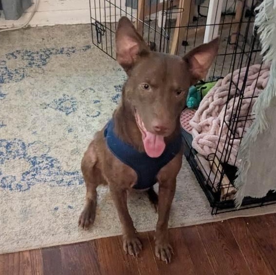 Milo Chocolate Labrador Retriever Dog