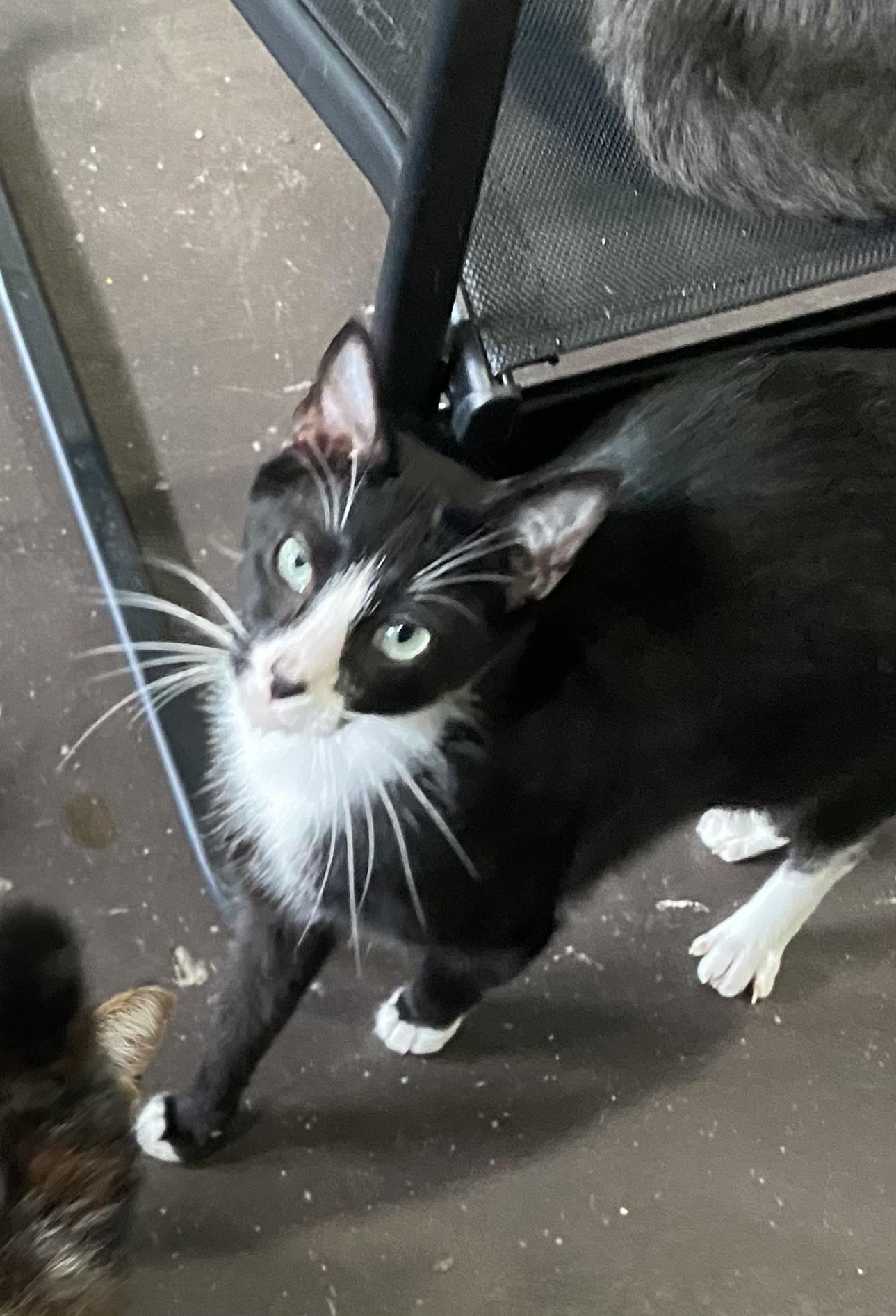 Catniss, Adoptable, Adult Female Domestic Short Hair.
