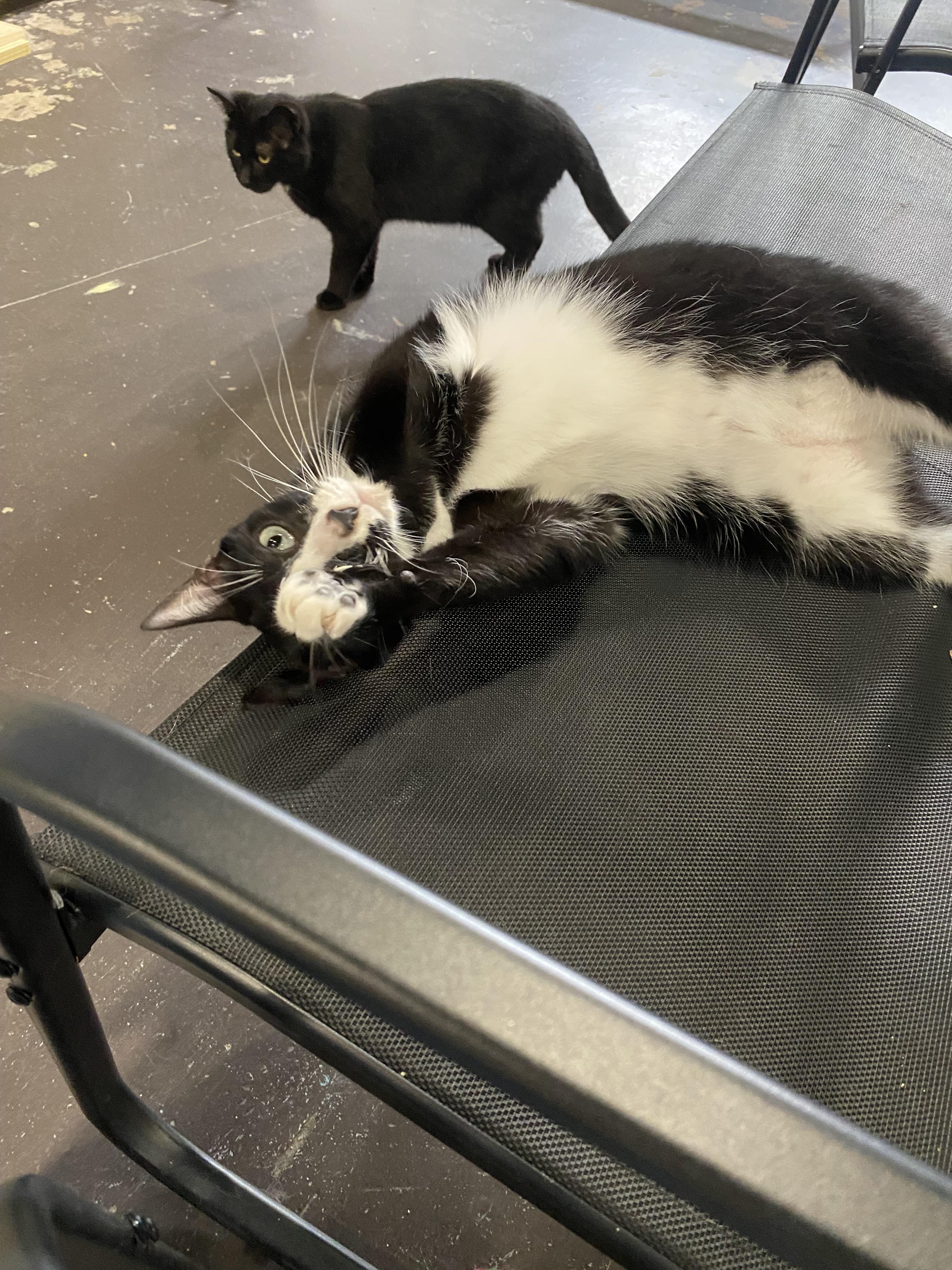 Enlarge Catniss, a Adoptable mixed breed in Pinson, AL image 2/3
