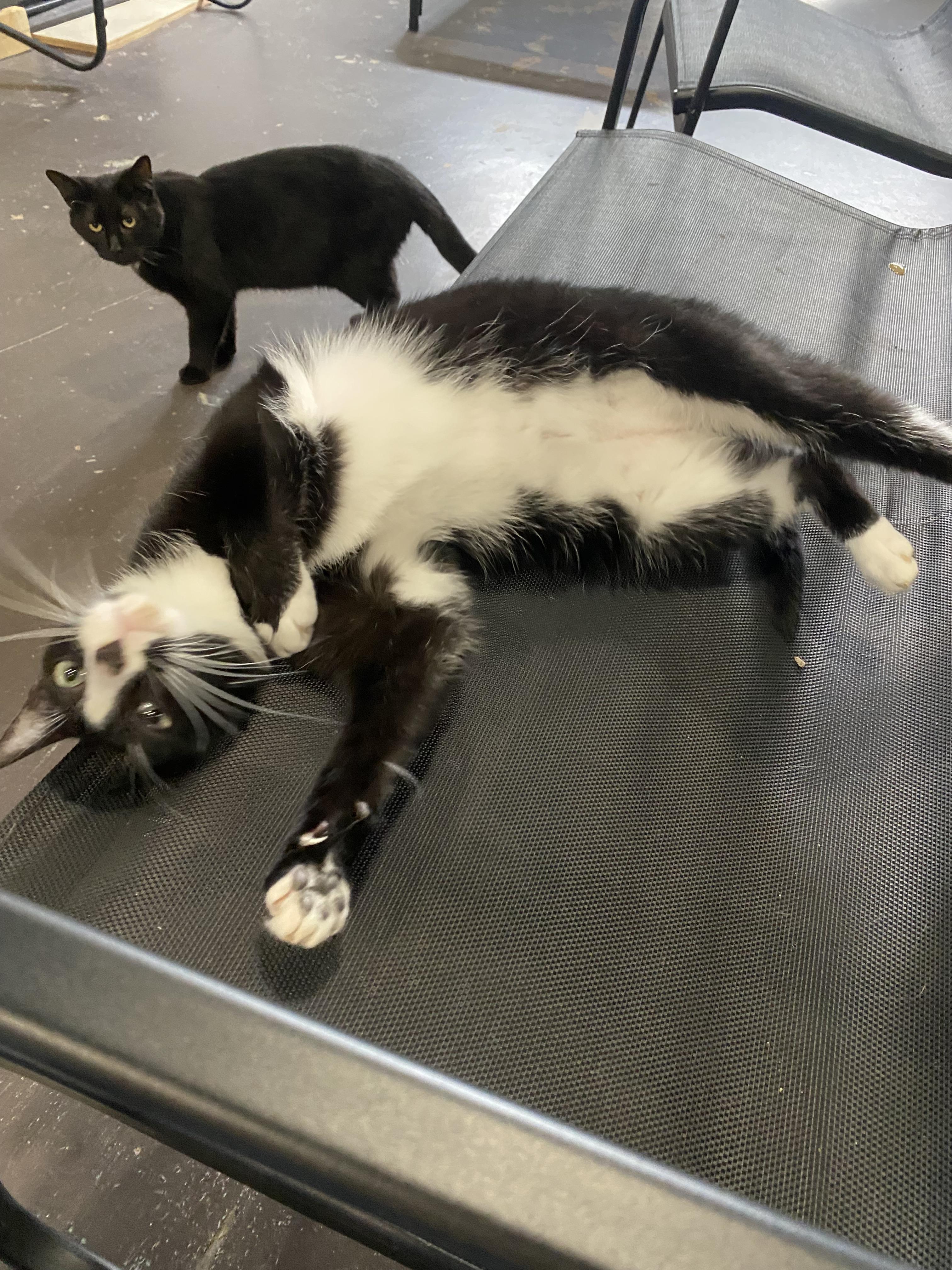 Enlarge Catniss, a Adoptable mixed breed in Pinson, AL image 3/3