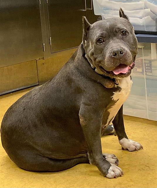 Enlarge PIGGY, a Adoptable Pit Bull Terrier in Sacramento, CA image 1/1