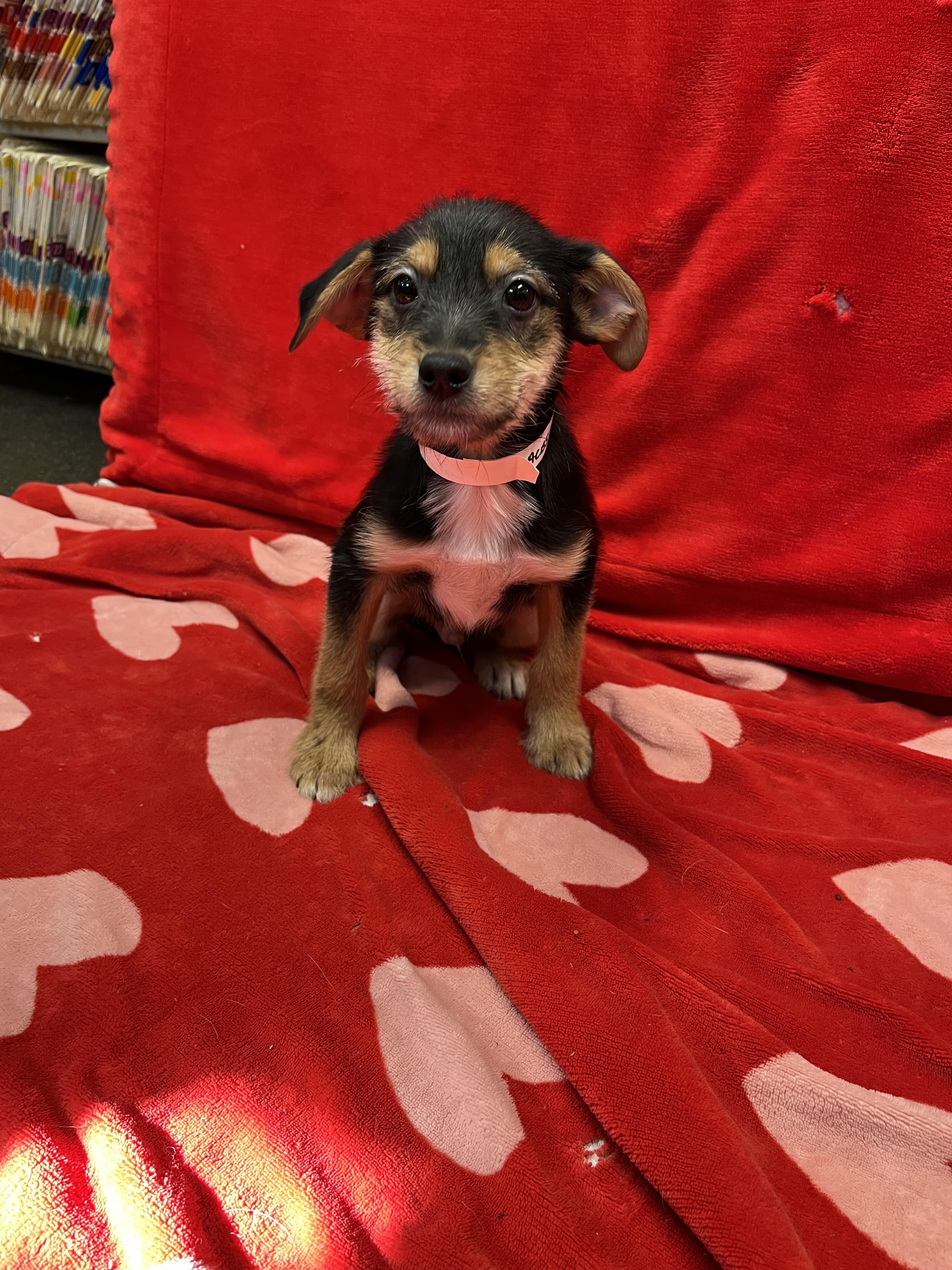 Billy, Adoptable, Puppy Male Labrador Retriever & Shih Tzu.