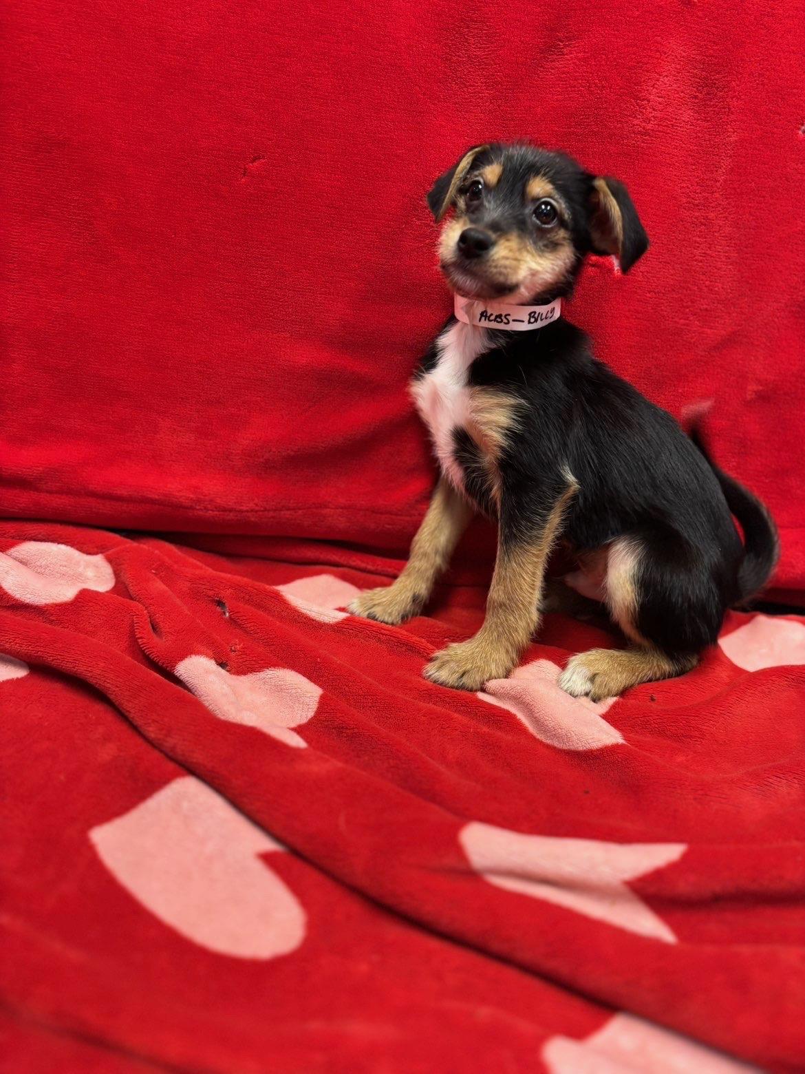 Billy, a Adoptable mixed breed in Lacona, NY image 2/2