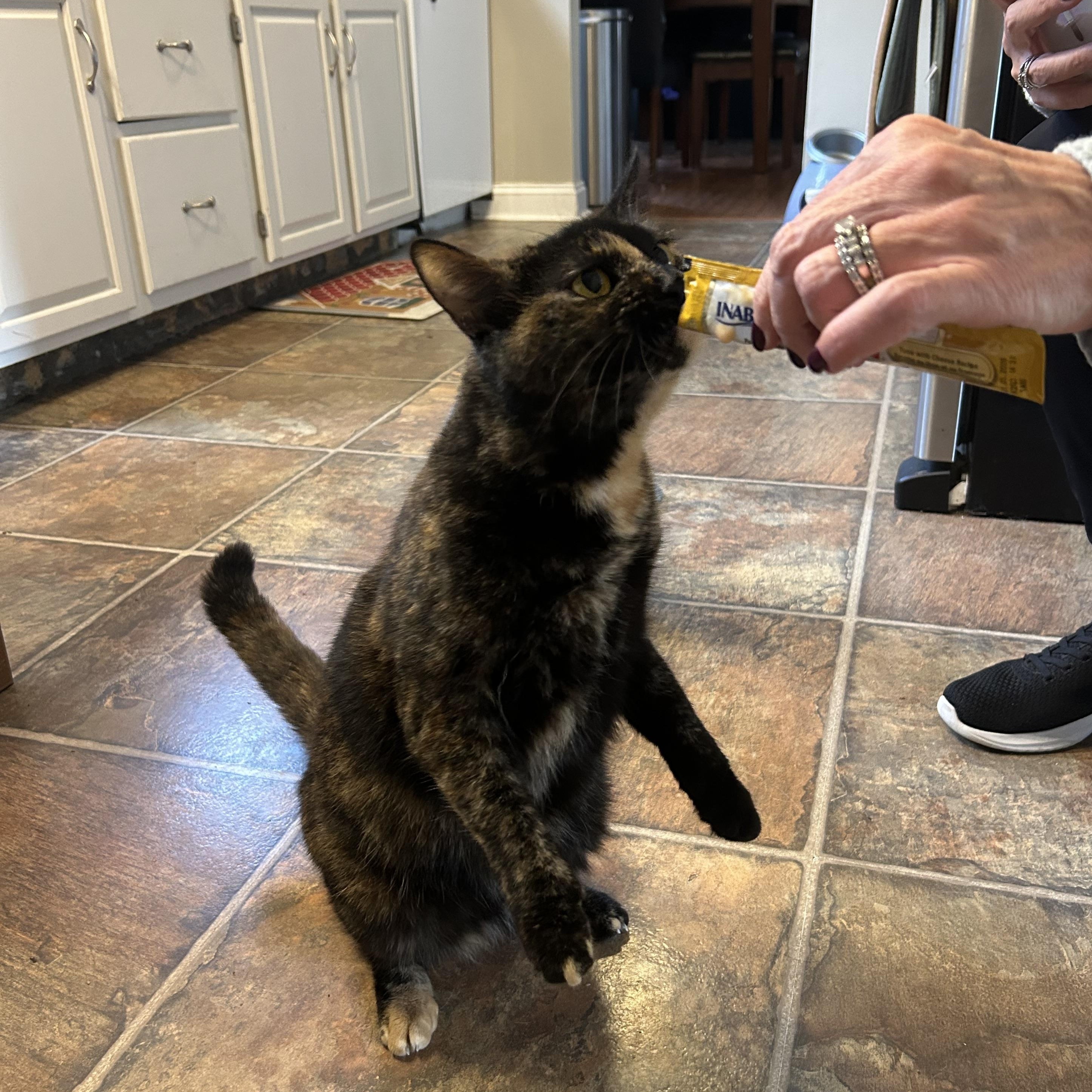 Enlarge Daisy, a Adoptable Domestic Short Hair in Sewell, NJ image 4/5