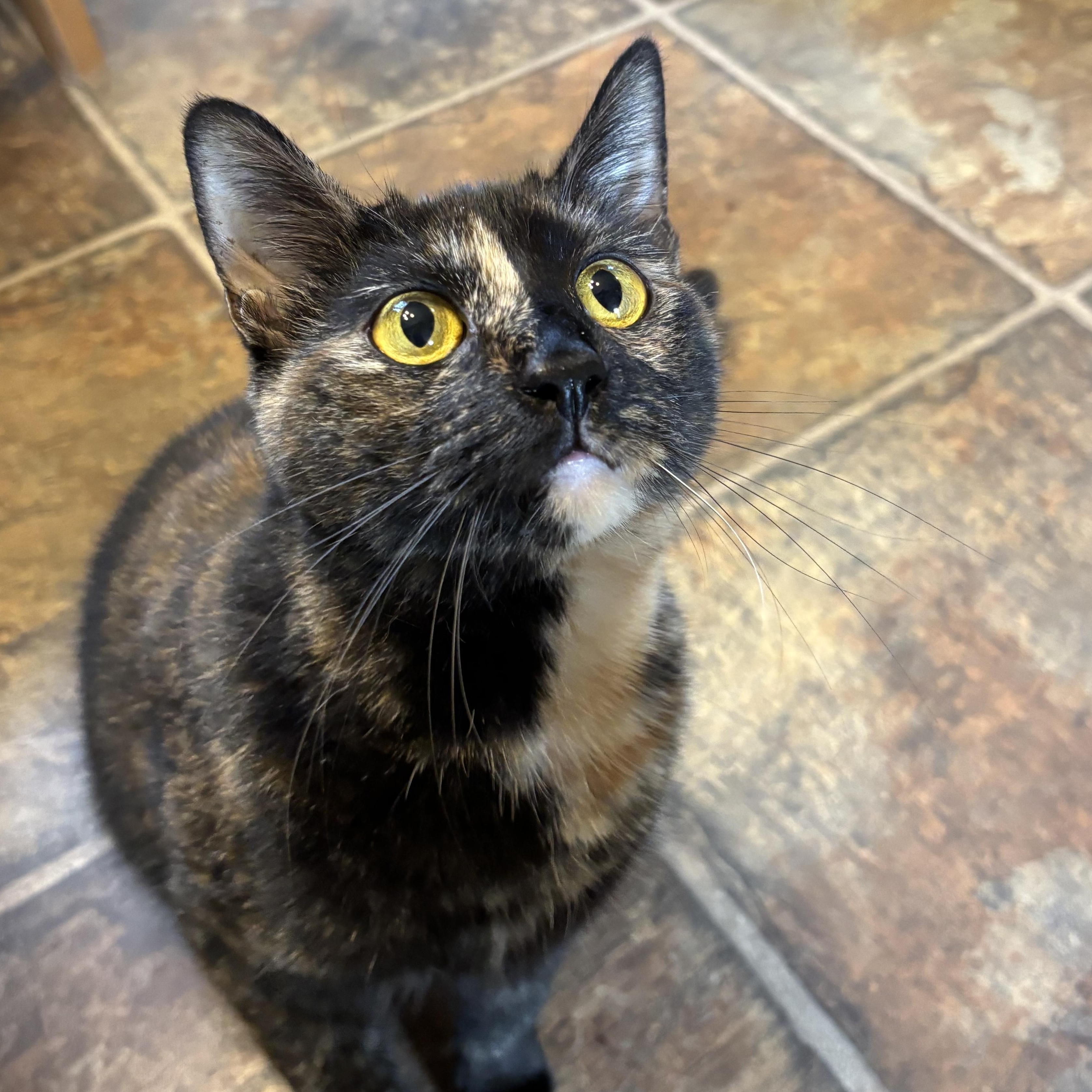 Enlarge Daisy, a Adoptable Domestic Short Hair in Sewell, NJ image 1/5