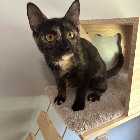 Daisy, Adult Female Domestic Short Hair