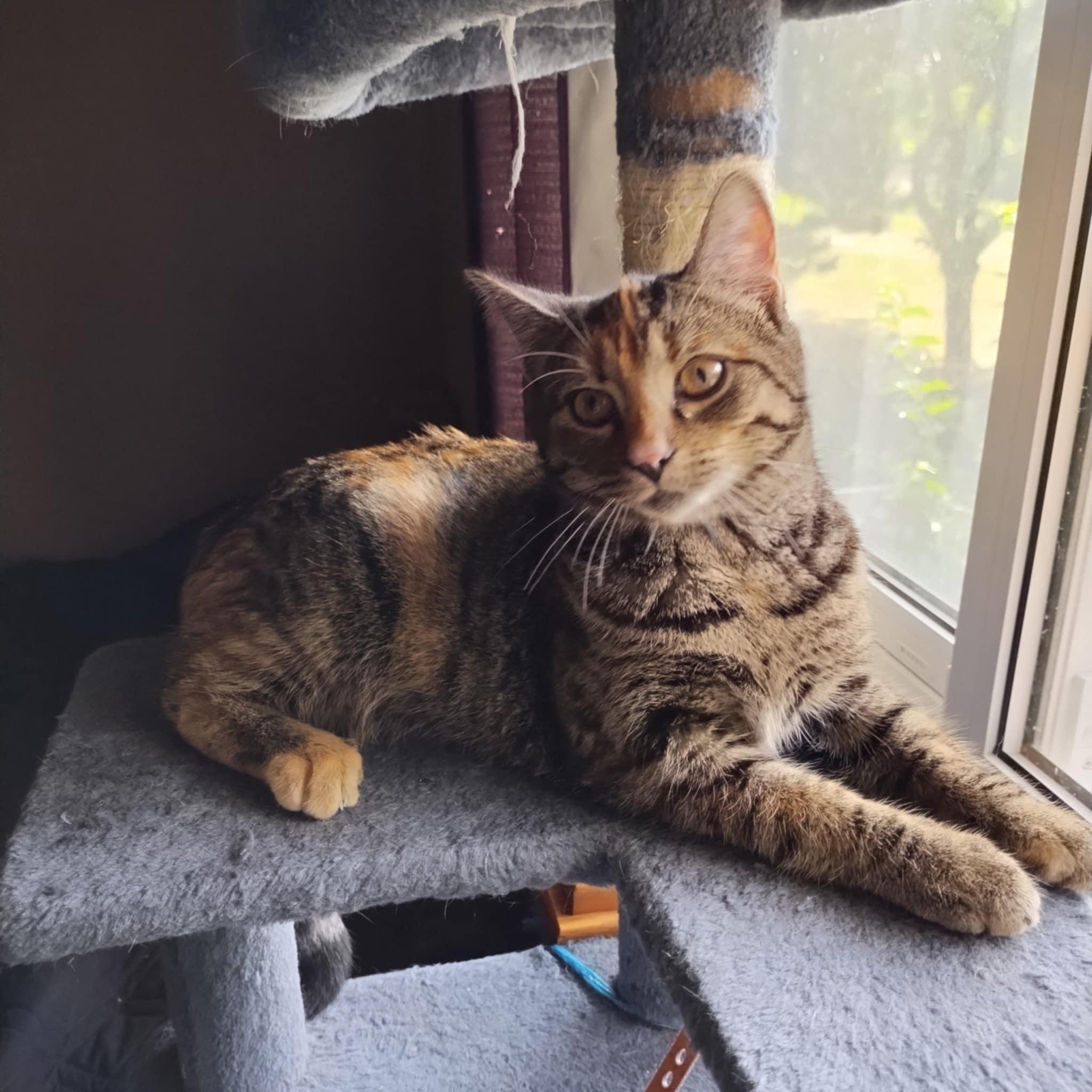 Enlarge Lucy, a Adopted Domestic Short Hair in Fonthill, ON image 2/5