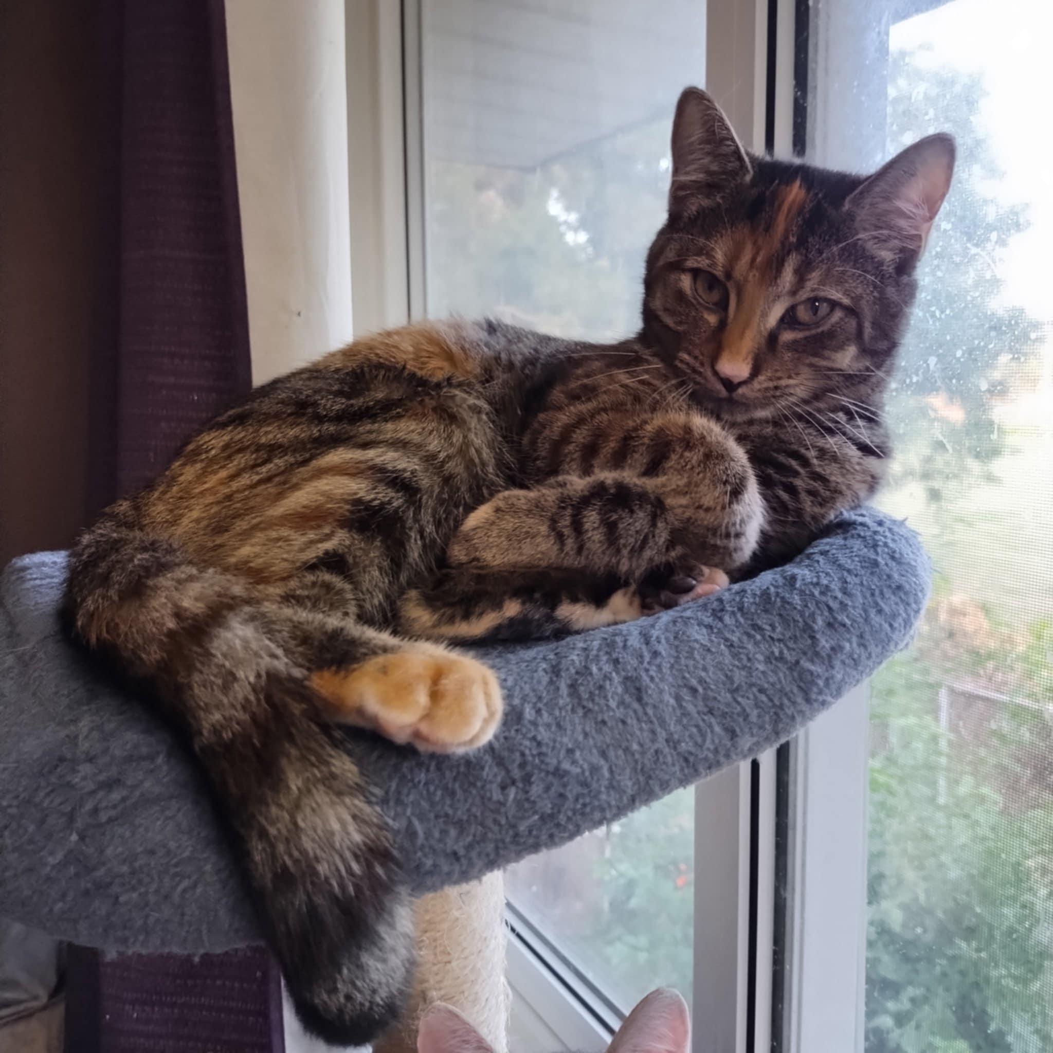 Enlarge Lucy, a Adopted Domestic Short Hair in Fonthill, ON image 3/5