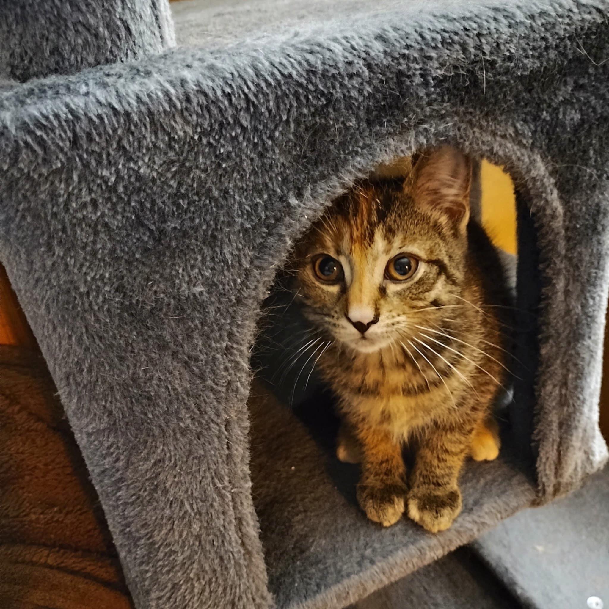 Enlarge Lucy, a Adopted Domestic Short Hair in Fonthill, ON image 4/5