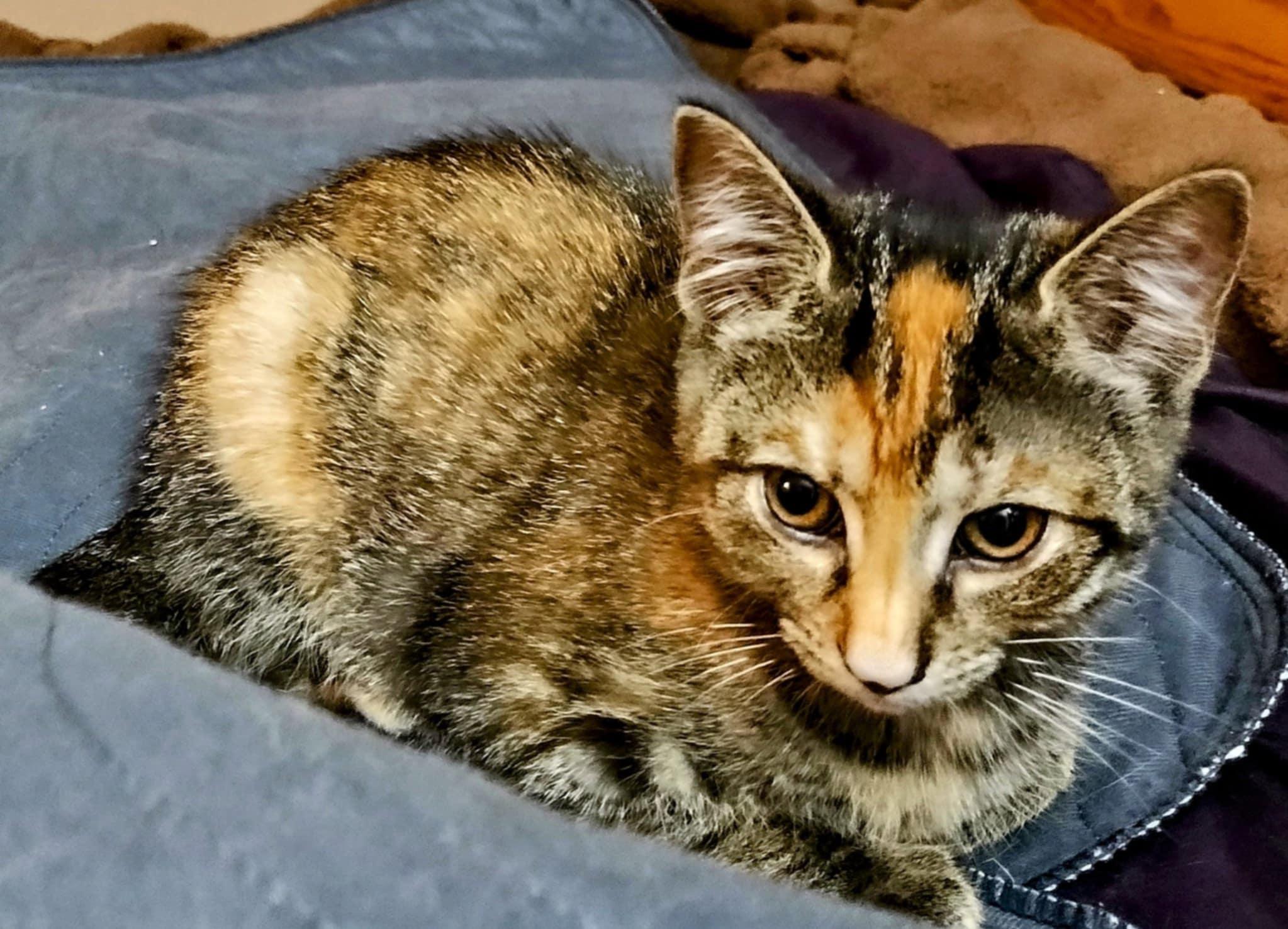 Enlarge Lucy, a Adopted Domestic Short Hair in Fonthill, ON image 5/5