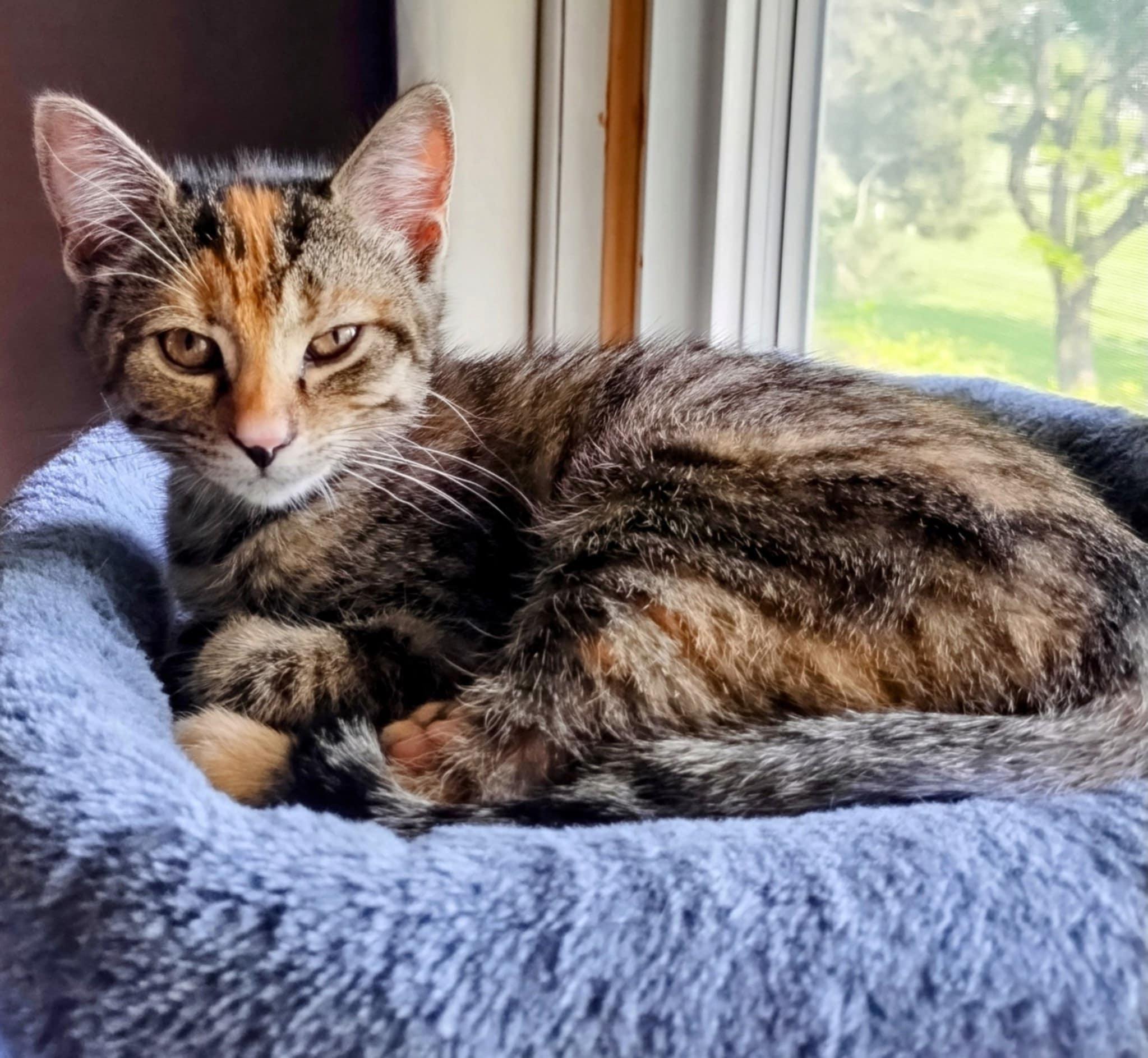Enlarge Lucy, a Adopted Domestic Short Hair in Fonthill, ON image 1/5