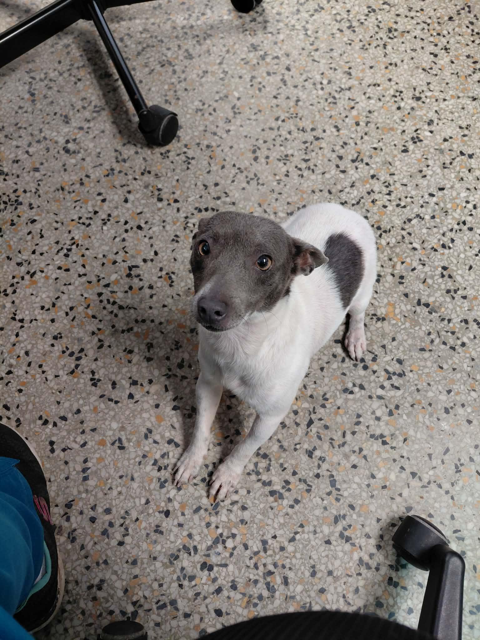Harrison, ADOPTABLE, Adult Male Rat Terrier.