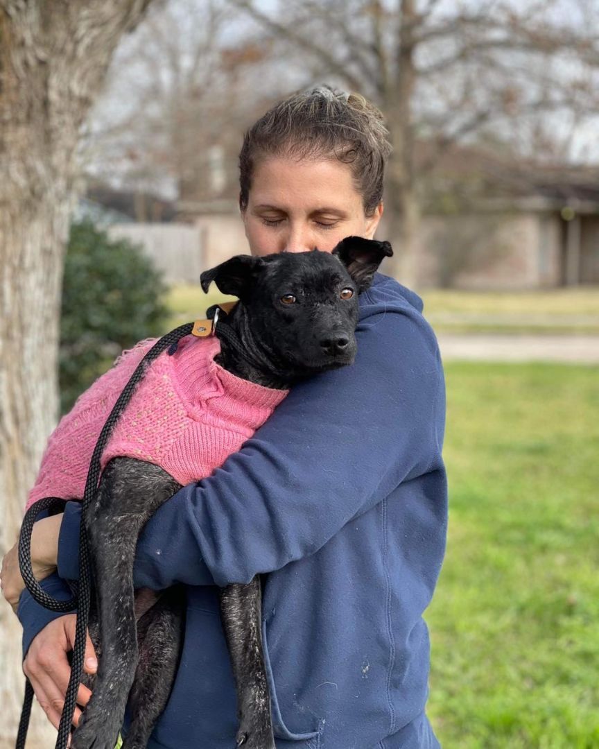 Blossom, a Adoptable mixed breed image 4/8