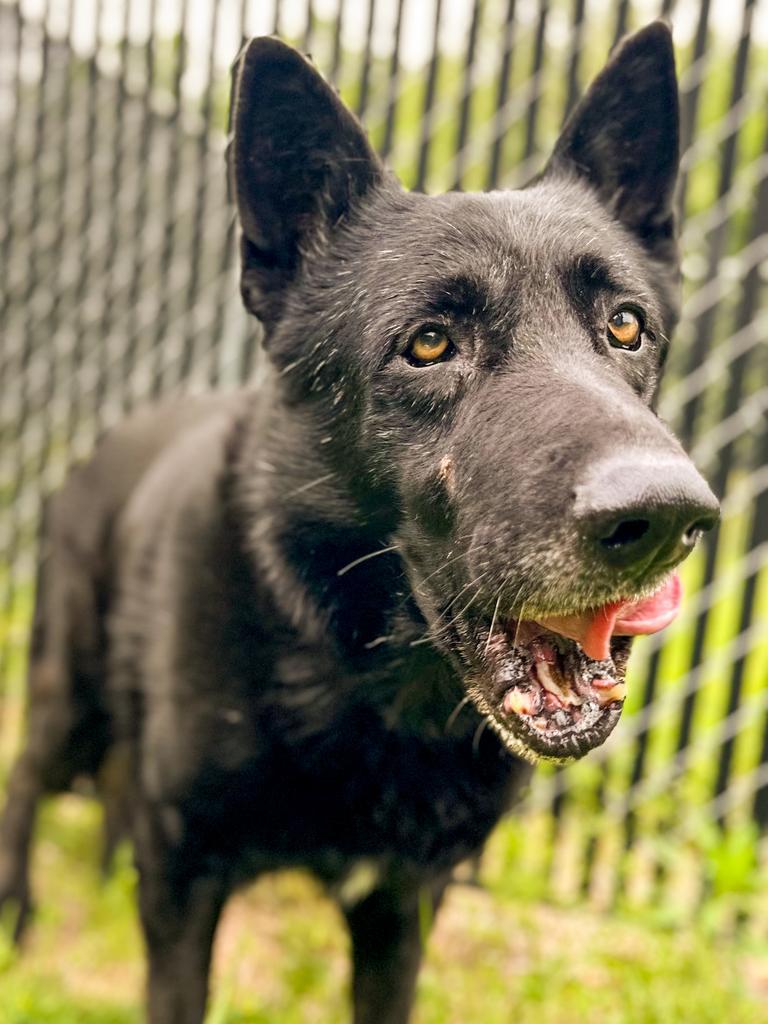 Bear, Adoptable, Senior Male German Shepherd Dog.