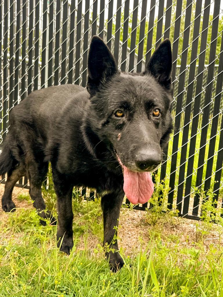 Enlarge Bear, a Adoptable German Shepherd Dog in Springfield, TN image 2/3