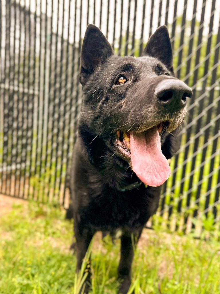 Enlarge Bear, a Adoptable German Shepherd Dog in Springfield, TN image 3/3