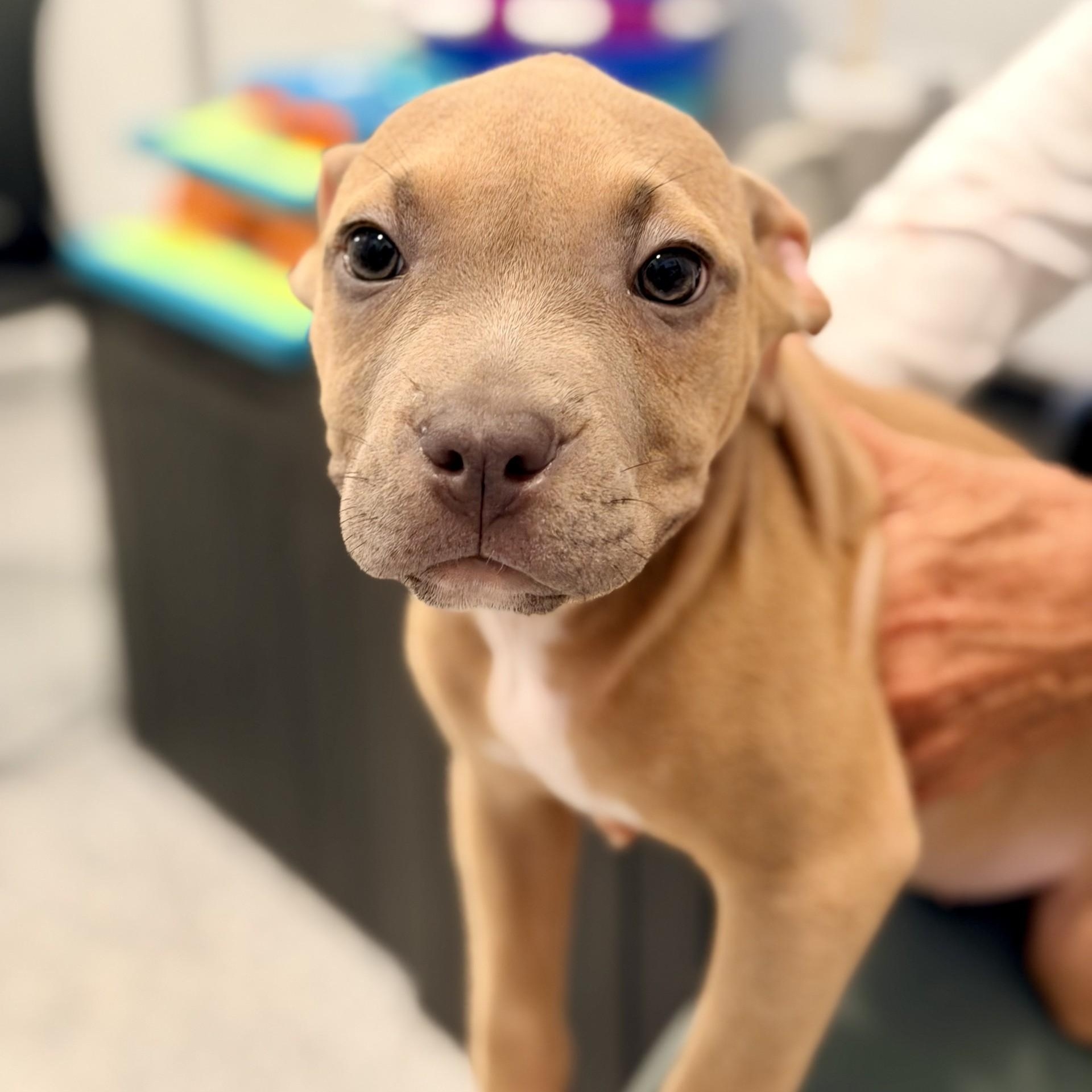 Enlarge Yoda, an adopted mixed breed in Manahawkin, NJ image 2/2