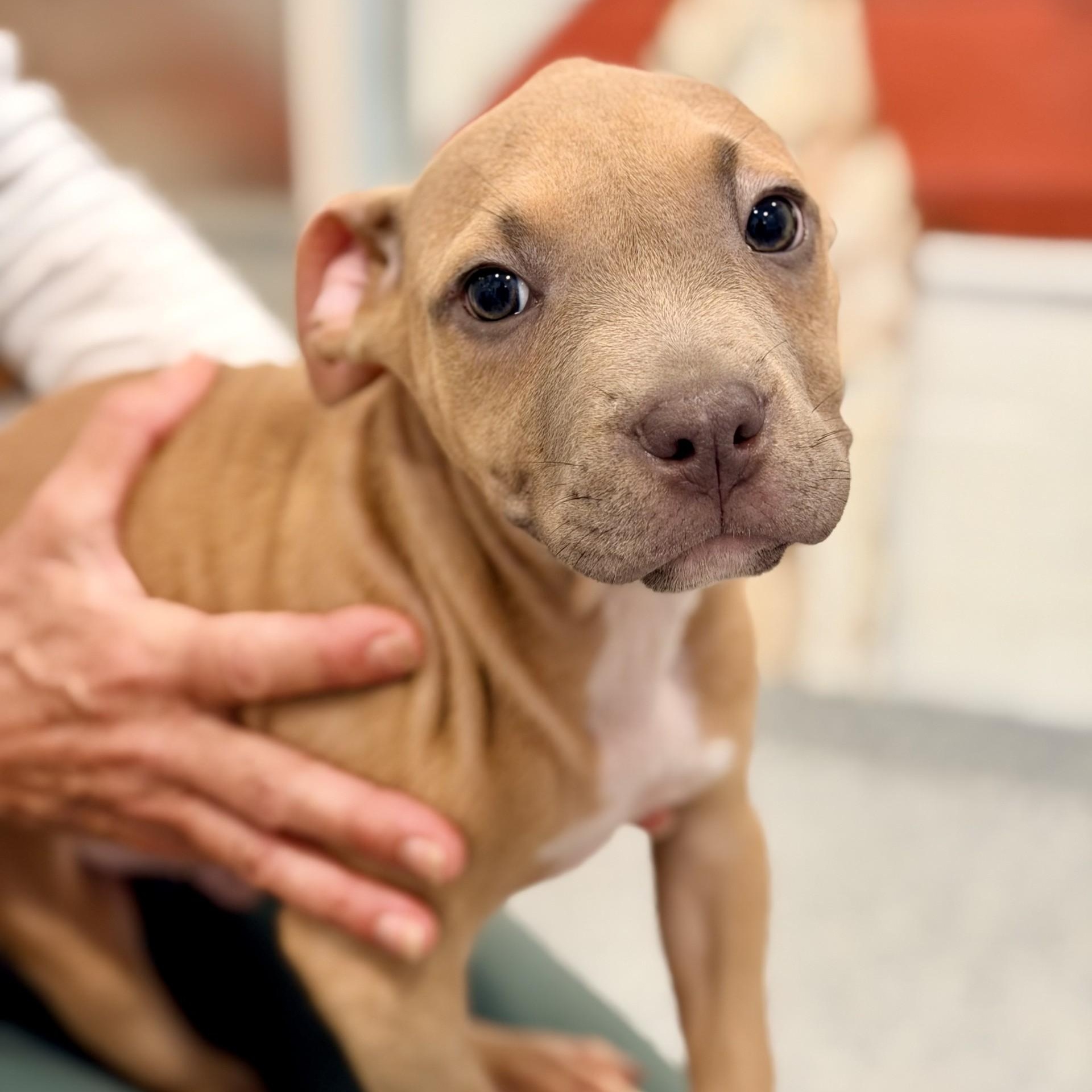 Yoda, adopted, Puppy Male Pit Bull Terrier.