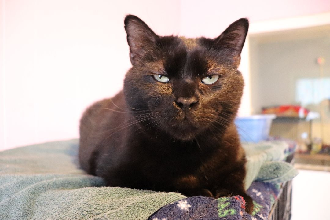 Bart, a Adoptable Domestic Short Hair in Moline, IL image 1/2