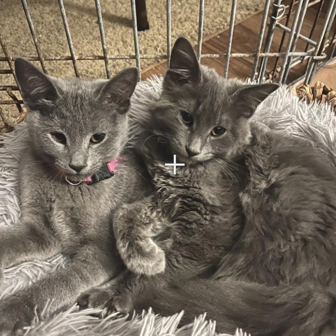 Enlarge Fable, a Adoptable Domestic Short Hair in Topsham, ME image 2/2