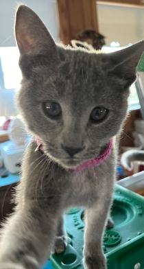 Fable, Adoptable, Young Female Domestic Short Hair.