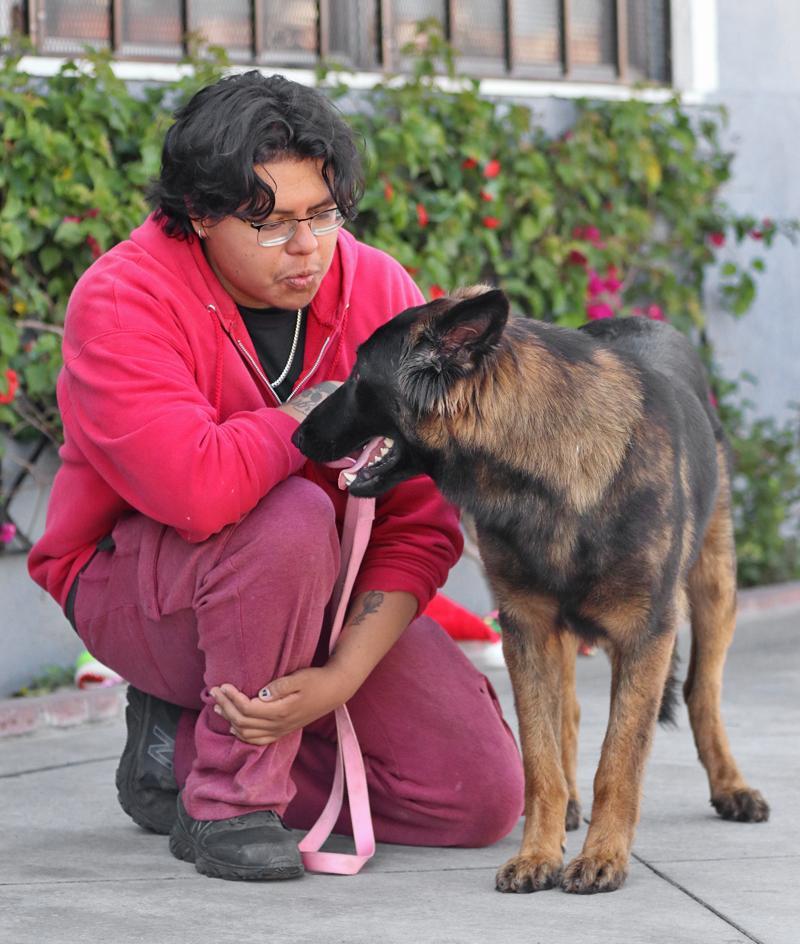 Heinz von Hilden, adopted, Young Male German Shepherd Dog.