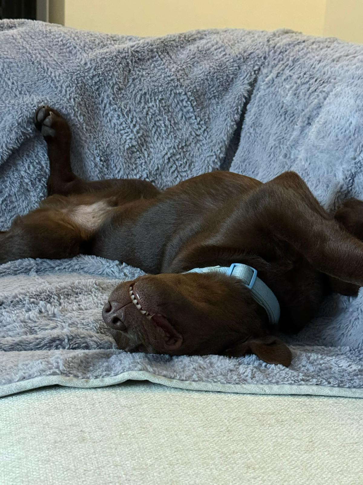Kobe, a ADOPTABLE Chocolate Labrador Retriever in Pointe-Claire, QC image 6/6