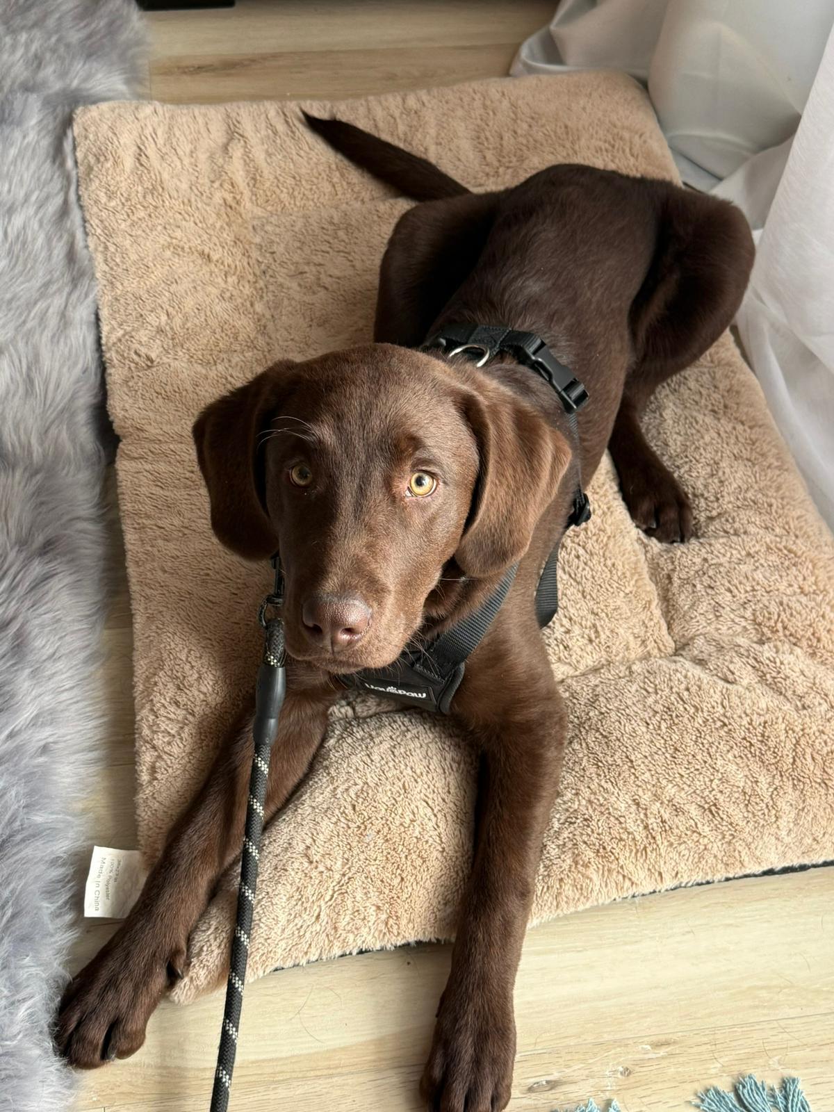 Kobe, a ADOPTABLE Chocolate Labrador Retriever in Pointe-Claire, QC image 2/6