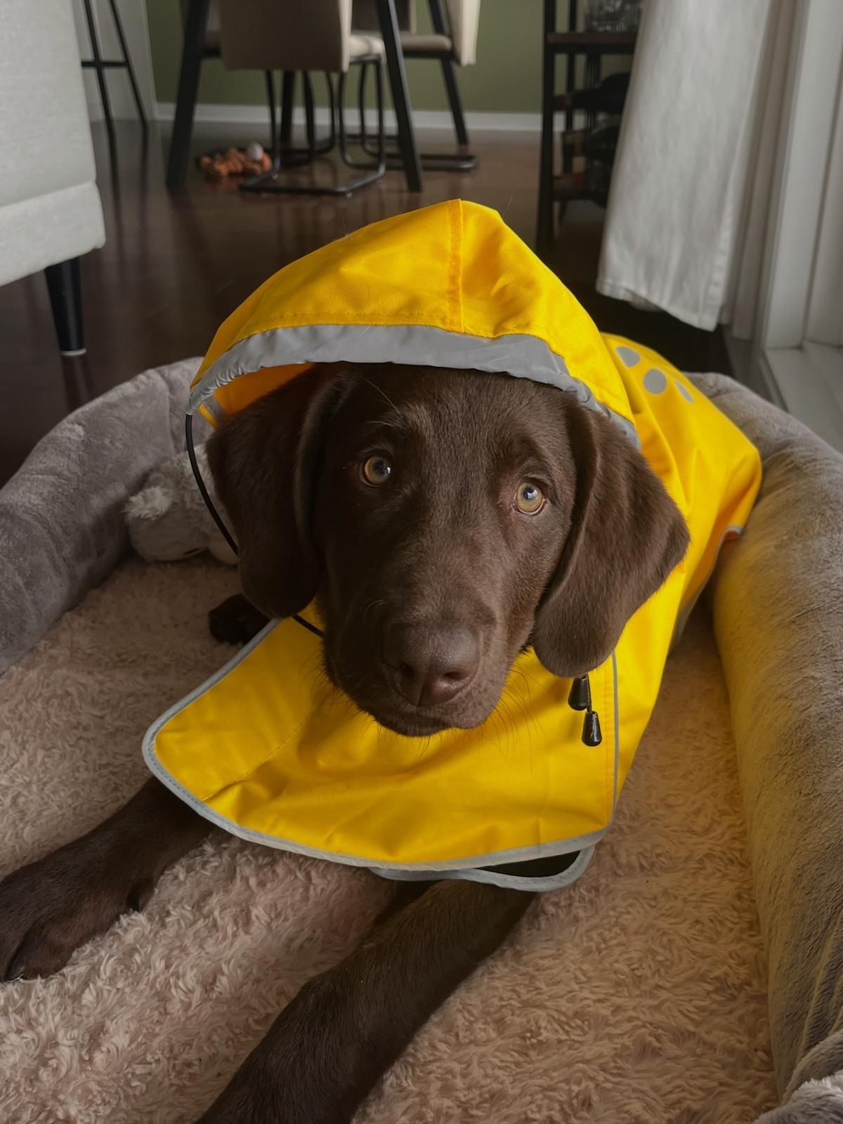 Kobe, ADOPTABLE, Puppy Male Chocolate Labrador Retriever.
