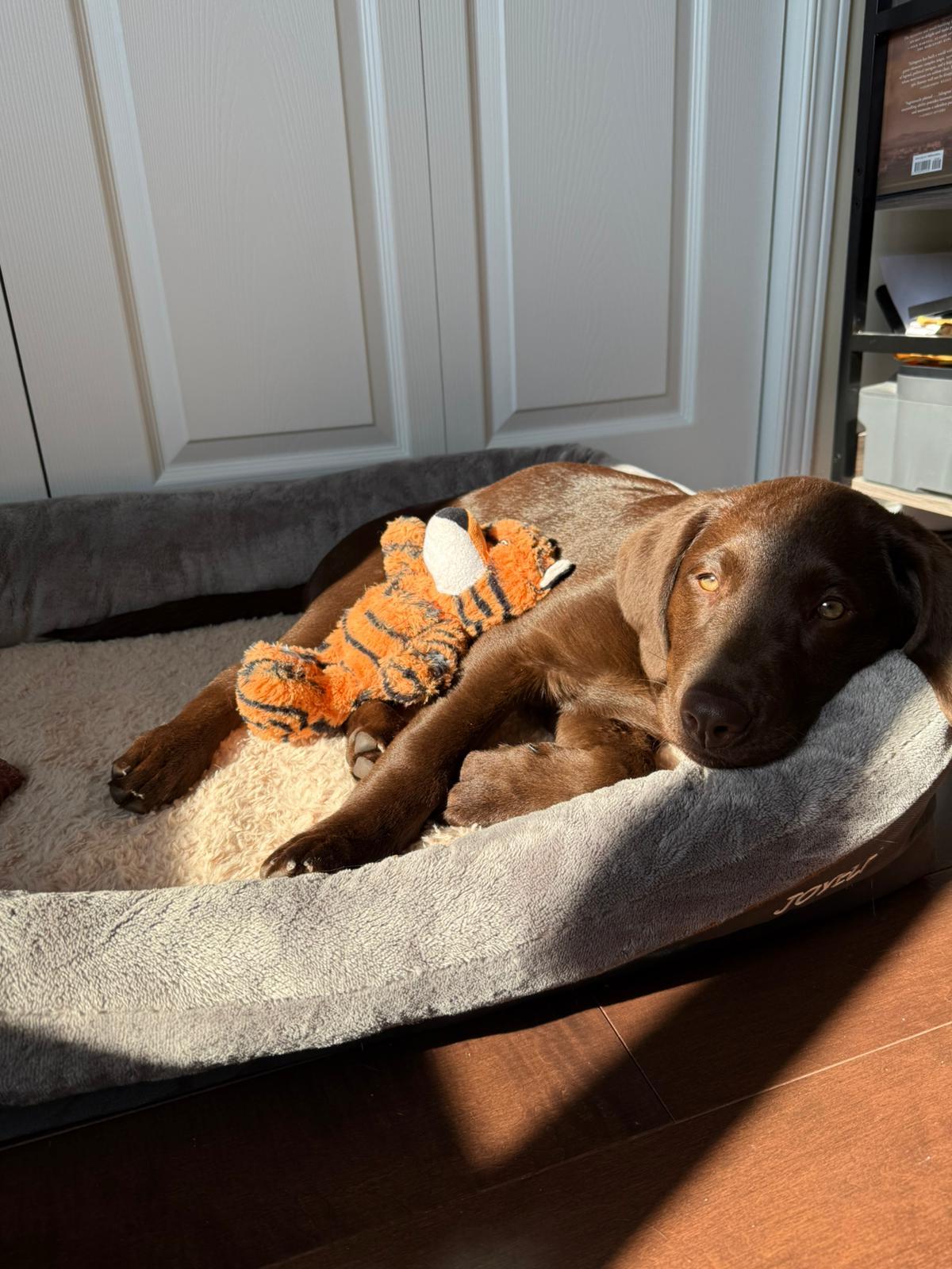 Kobe, a ADOPTABLE Chocolate Labrador Retriever in Pointe-Claire, QC image 5/6