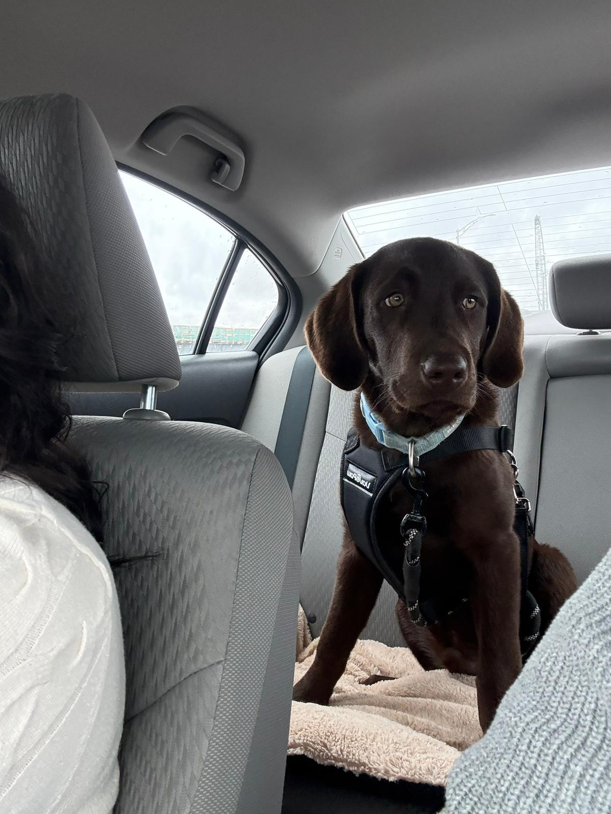 Kobe, a ADOPTABLE Chocolate Labrador Retriever in Pointe-Claire, QC image 3/6