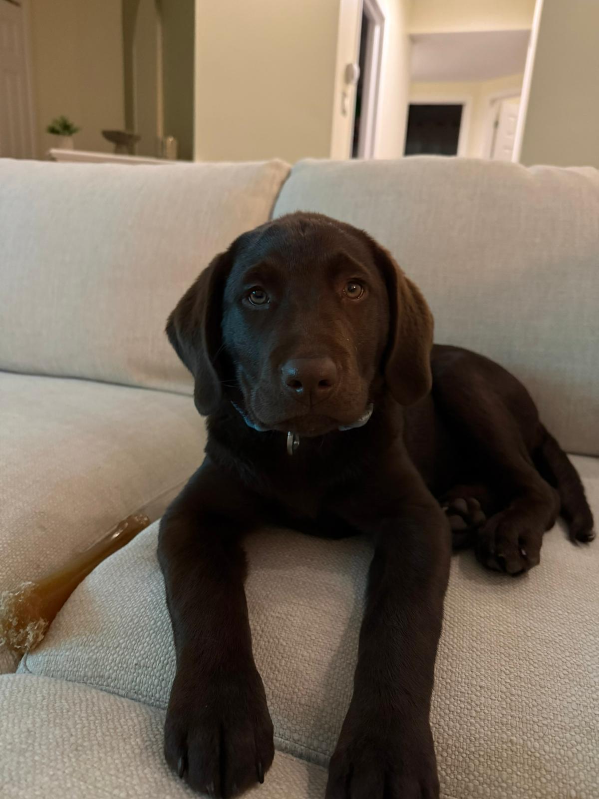 Kobe, a ADOPTABLE Chocolate Labrador Retriever in Pointe-Claire, QC image 4/6