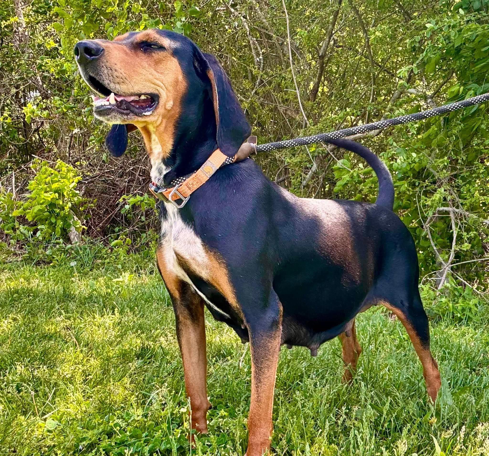 Ladybird, ADOPTABLE, Adult Female Hound.